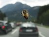 68528-stock-photo-montana-coche-de-turismo-volar-insecto-autopista-abeja.jpg